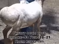 قوچ, گوسفند — عکس 8