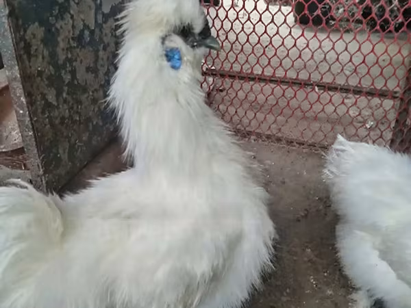 Silkie — Bangladesh