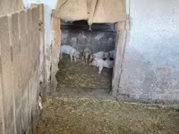 母猪, Pigs — 照片 5