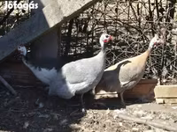 ላቬንደር — ፎቶ 2
