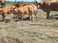 Sapi, Cast cow — foto 3