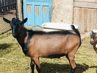 Buk, Nubian Goat — foto 2