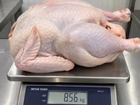 Turkeys — 写真 3