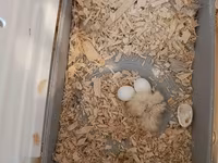 Nimfa (cockatiel) cütlüyü və qəfəs dəsti - Növ: Nimfa tutuquşusu — عکس 4