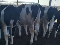 Vaca, Raza Holstein — foto 2
