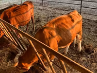 Ko, Simmental cattle — foto 3