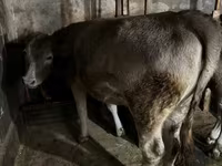 Cow, Swiss cattle — photo 3
