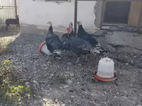 Gangsa — foto 3