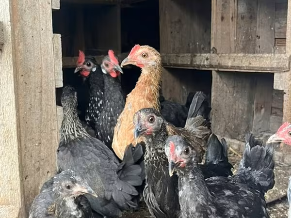 Chickens