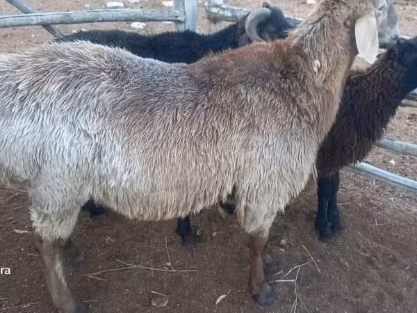Sheep, Sheep — Kyrgyzstan