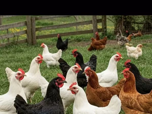 Leghorn