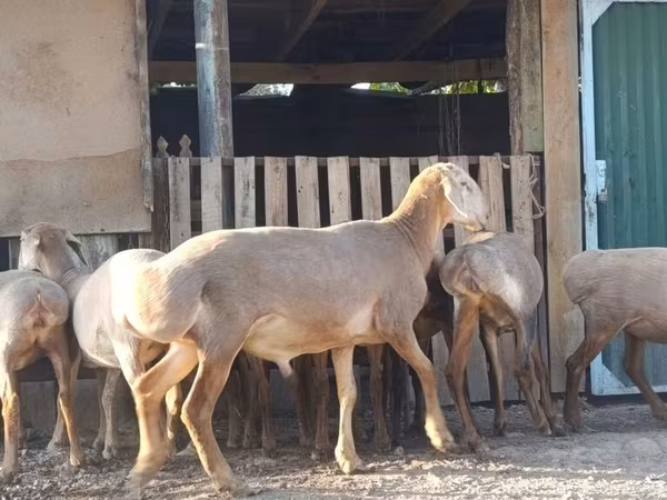 Oaie, Arashan sheep