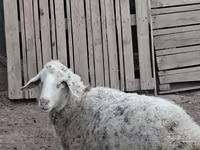 Domba jantan, Sheep — foto 2