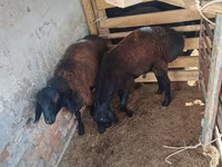 แกะตัวผู้, Rhon sheep — รูปภาพ 1