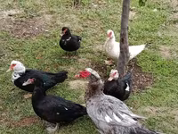 Ducks — foto 2
