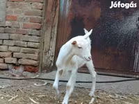 Kozioł, Kozy — zdjęcie 1