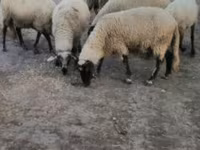 Owca, Tsigai sheep — zdjęcie 3