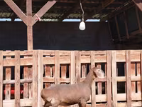 母山羊, Nubian Goat — 照片 2