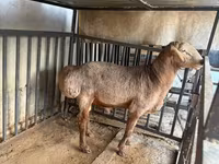 Vædder, Arashan sheep — foto 1