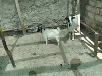 بز ماده, بز — عکس 2