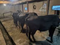 Toro, Bovini — foto 5