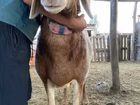 Beran, Arashan sheep — foto 3