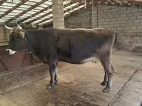 암소, Swiss cattle — 사진 4