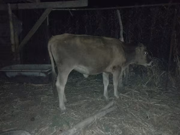 گاو ماده, گاو