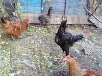 Chickens — 2-сурет