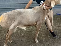 Қӯчқор, Edilbay sheep — акс 4