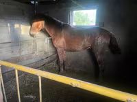 Faras, Horses — sawirka 2
