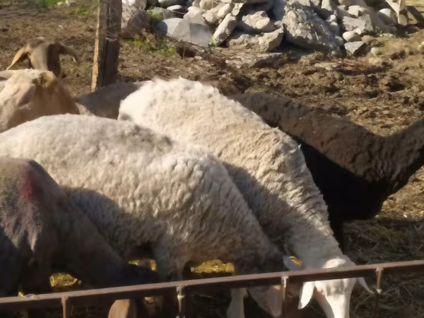 Sheep