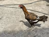 Chickens — foto 4