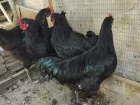 Chickens — photo 3