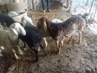 قوچ, Rhon sheep — عکس 3