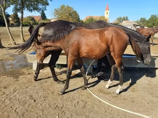 Cheval, Kisber felver