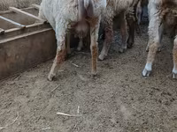 በጎች (ቡድን፣ ጾታ አልተጠቀሰም), Sheep — ፎቶ 1
