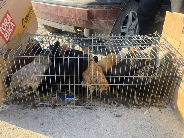 Chickens