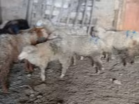 میش, گوسفند — عکس 6