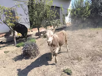 گاو ماده, گاو — عکس 3