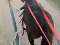 Faras, Horses — sawirka 1