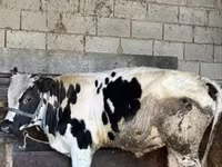 گاو نر, Russian Black pied cattle — عکس 3