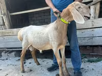 میش, Edilbay sheep — عکس 6