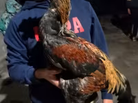Chickens — sawirka 1