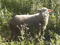 Vædder, Merino sheep — foto 7