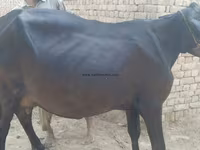 گائے, جرسی نسل — تصویر 2