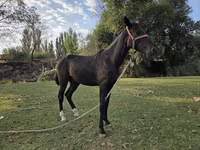 Hengst, Friesian sport horse — foto 1
