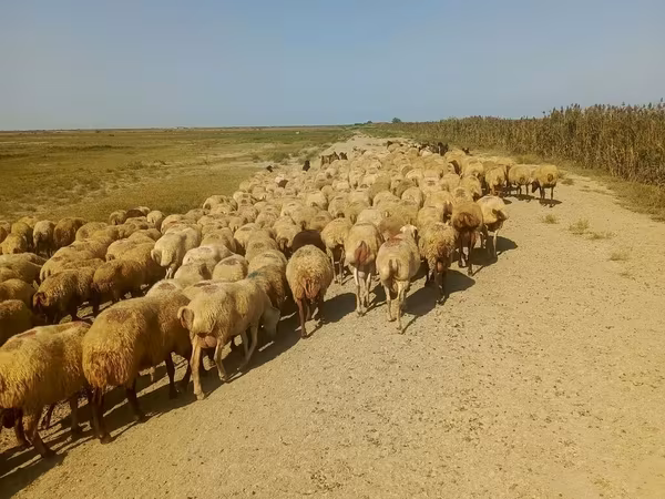 Pecora, Pecore