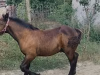 Hingst, Hungarian horse breed — foto 2
