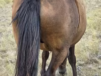 مادیان, Kazakh horse — عکس 6